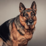 Berger allemand ancien type : un portrait détaillé de la race traditionnelle découvrez le berger allemand ancien type à travers un portrait détaillé de cette race traditionnelle, ses origines, son caractère unique et ses caractéristiques distinctives.