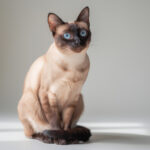 Chat siamois croisé : découvrez ses traits uniques et son caractère découvrez le chat siamois croisé : ses traits uniques, son caractère attachant et tout ce qui fait de lui un compagnon exceptionnel.