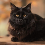 découvrez le maine coon noir, un chat majestueux aux secrets fascinants. apprenez tout sur son caractère, son entretien et son histoire unique.