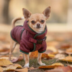 Manteau pour chihuahua : comment bien choisir celui qui protège votre chien découvrez comment choisir le manteau idéal pour votre chihuahua afin de bien le protéger du froid tout en assurant son confort et son style.